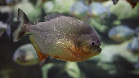 piraña - colossoma macropomum
