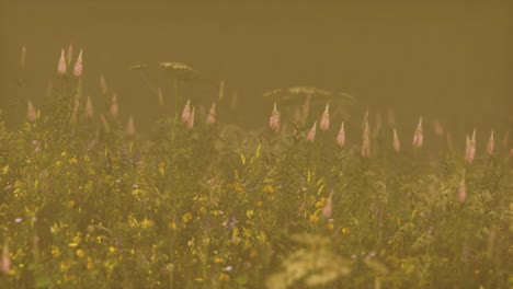 Flores-De-Campo-Silvestre-En-Niebla-Profunda