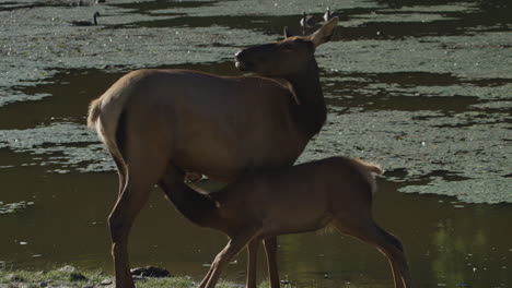 canadian wildlife - majestic deer walking along the banks of a river