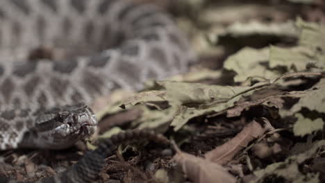 Vista-En-Cámara-Lenta-De-Una-Serpiente-De-Cascabel-De-Cerca