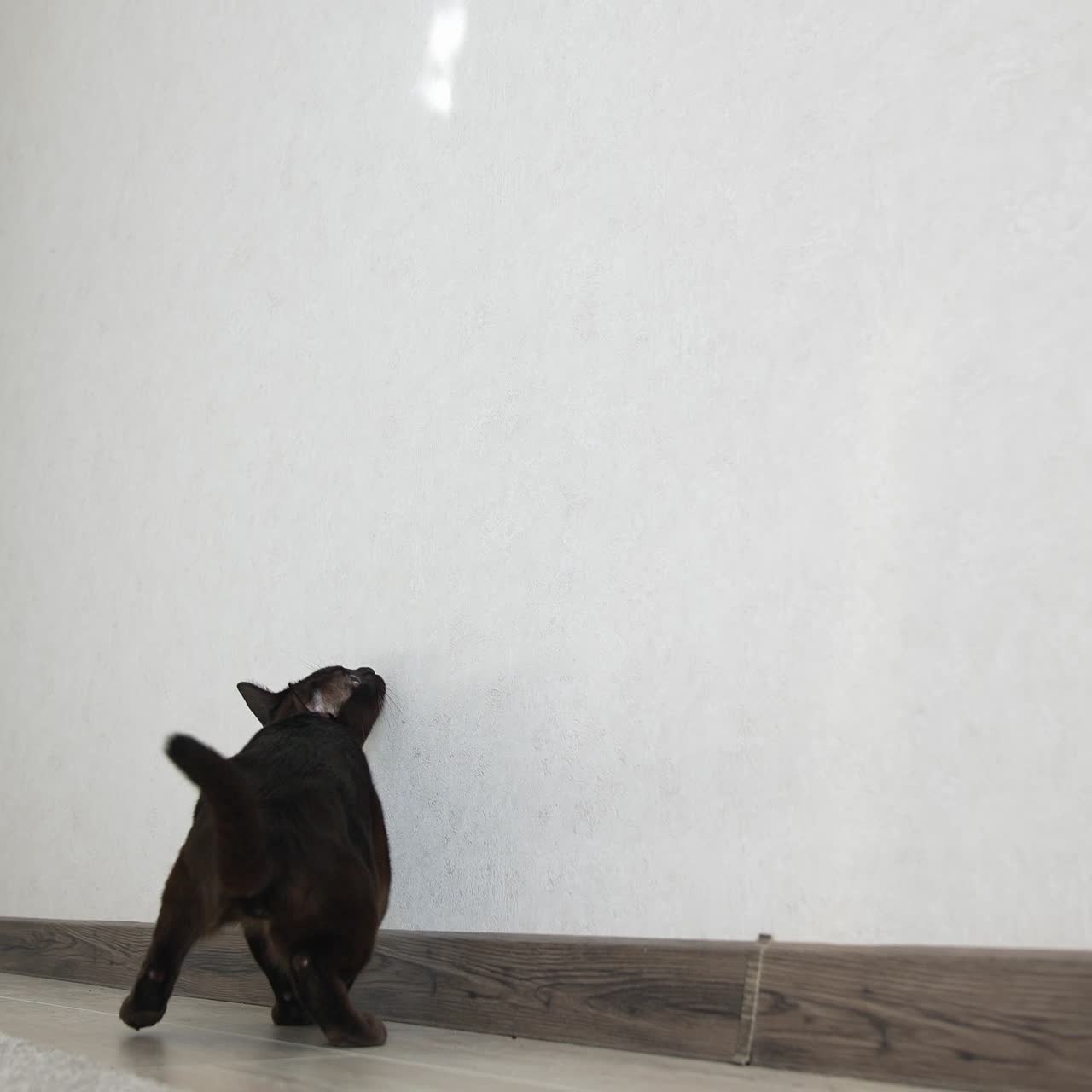 Cat playing at home. Energetic brown cat plays in the house while jumping at the wall