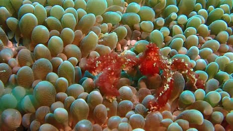 a orangutan crab sitting on the corals