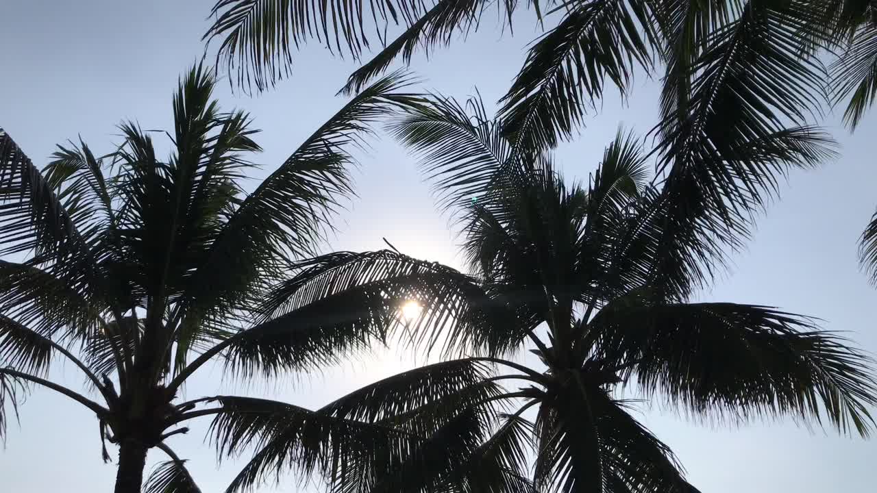 palmeras y cielo azul con el sol en bali, indonesia