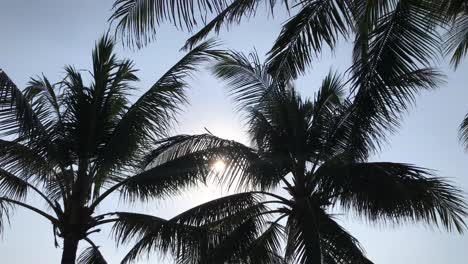 Palm trees and blue sky with the sun in Bali, Indonesia