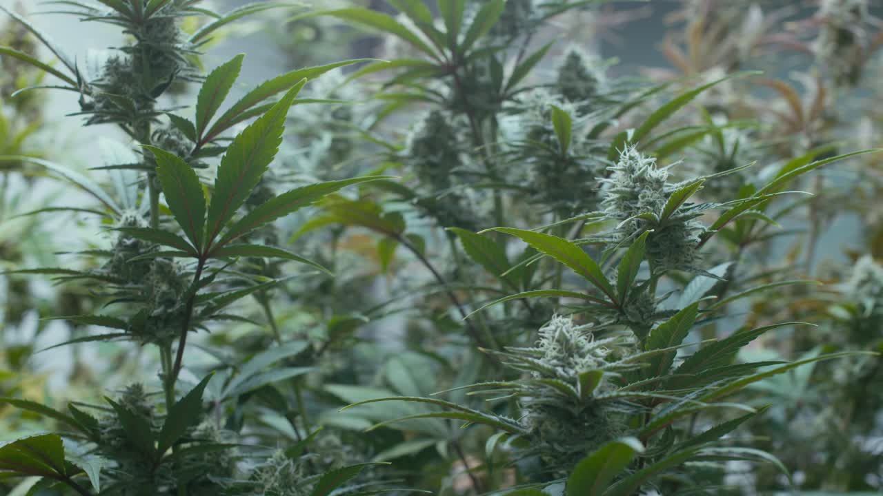 Cannabis Plants Growing Indoors