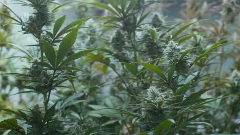 cannabis plants growing indoors