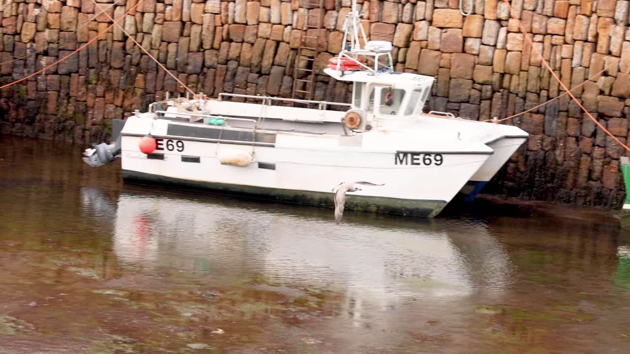 barcos atracados con una gaviota volando cerca