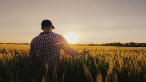 a man a farmer walks across a field of wheat in the rays of sunset stroking spikelets with his palm