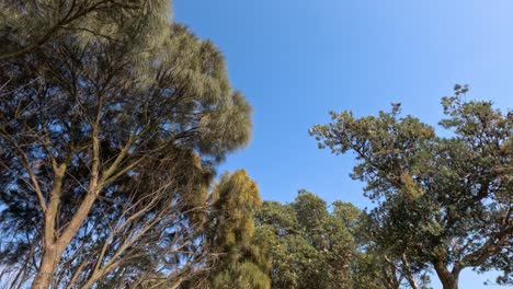 banksia trees swaying gently in melbourne, australia