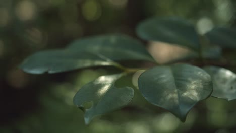 Close-up-footage-of-green-leaves