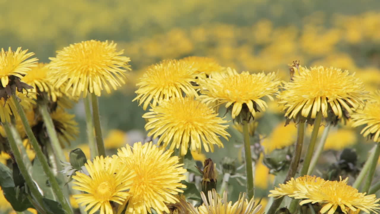 Sfondo di un campo di tarassaco in una giornata di sole