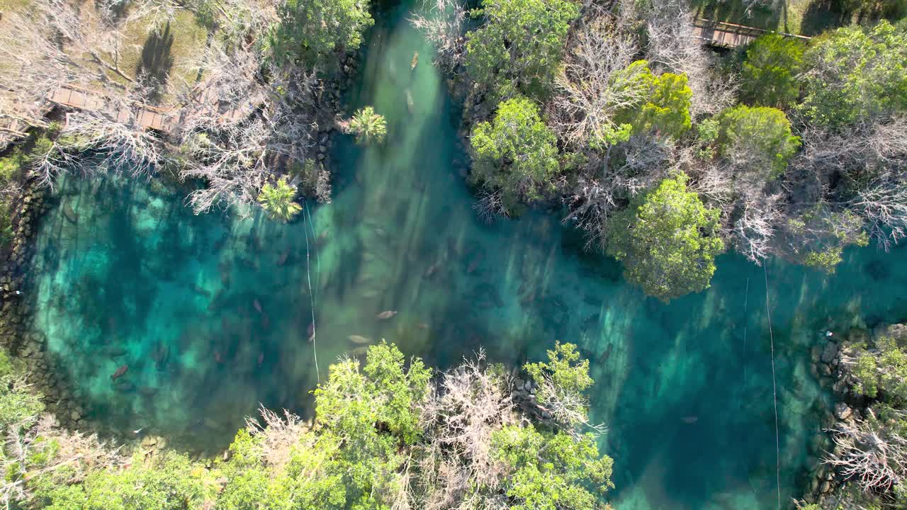 vista aérea de arriba hacia abajo de la manada de manatíes en el agua natural de manantial
