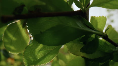 Tree-greens-on-branch-blossoming-against-bright-sunset.-Nature-background.