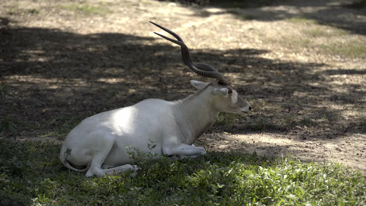 An Addax Sitting in the Shades