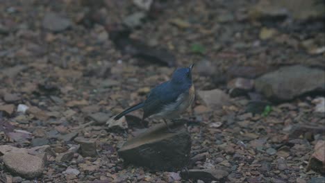 Visto-Mirando-Hacia-La-Derecha-Mientras-Canta-Sobre-Una-Roca-En-Lo-Profundo-De-Un-Bosque-Brumoso,-Papamoscas-Azul-Indochino-Cyornis-Sumatrensis,-Tailandia