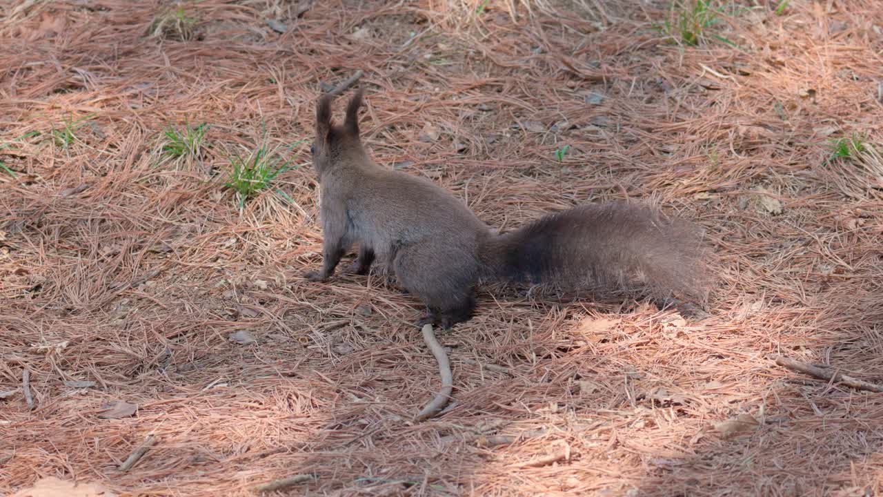adorable ardilla gris de vientre blanco parada sobre sus patas traseras en el suelo con necesidades de pino caídas