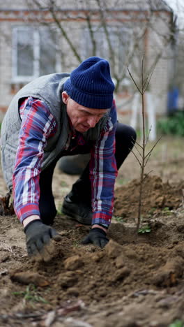 planting and growing new fruit tree in the garden. male senior gardener works near the house in spring. vertical video.