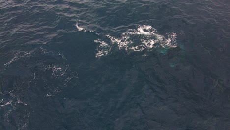 Humpback-Whale-Swimming-And-Diving-Undersea---Baleen-Whale-At-Bondi-Beach,-NSW,-Australia