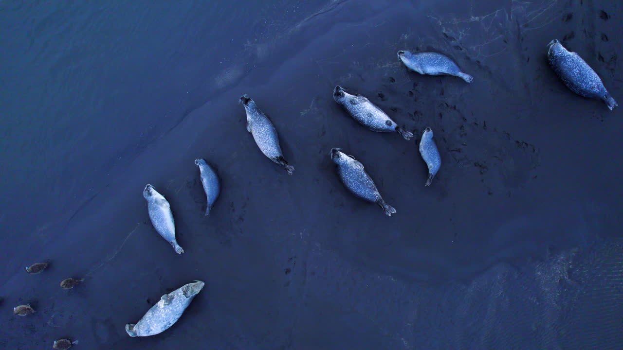 хабор и серые тюлени лежат на черном песчаном пляже исландии