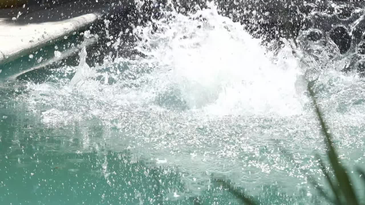 A Boxer dog jumps and splashes in a swimming pool