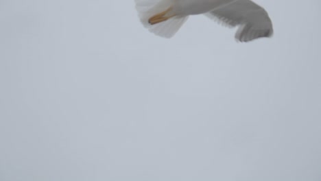 Feeding-Seagulls-on-a-Ferry-in-the-summer