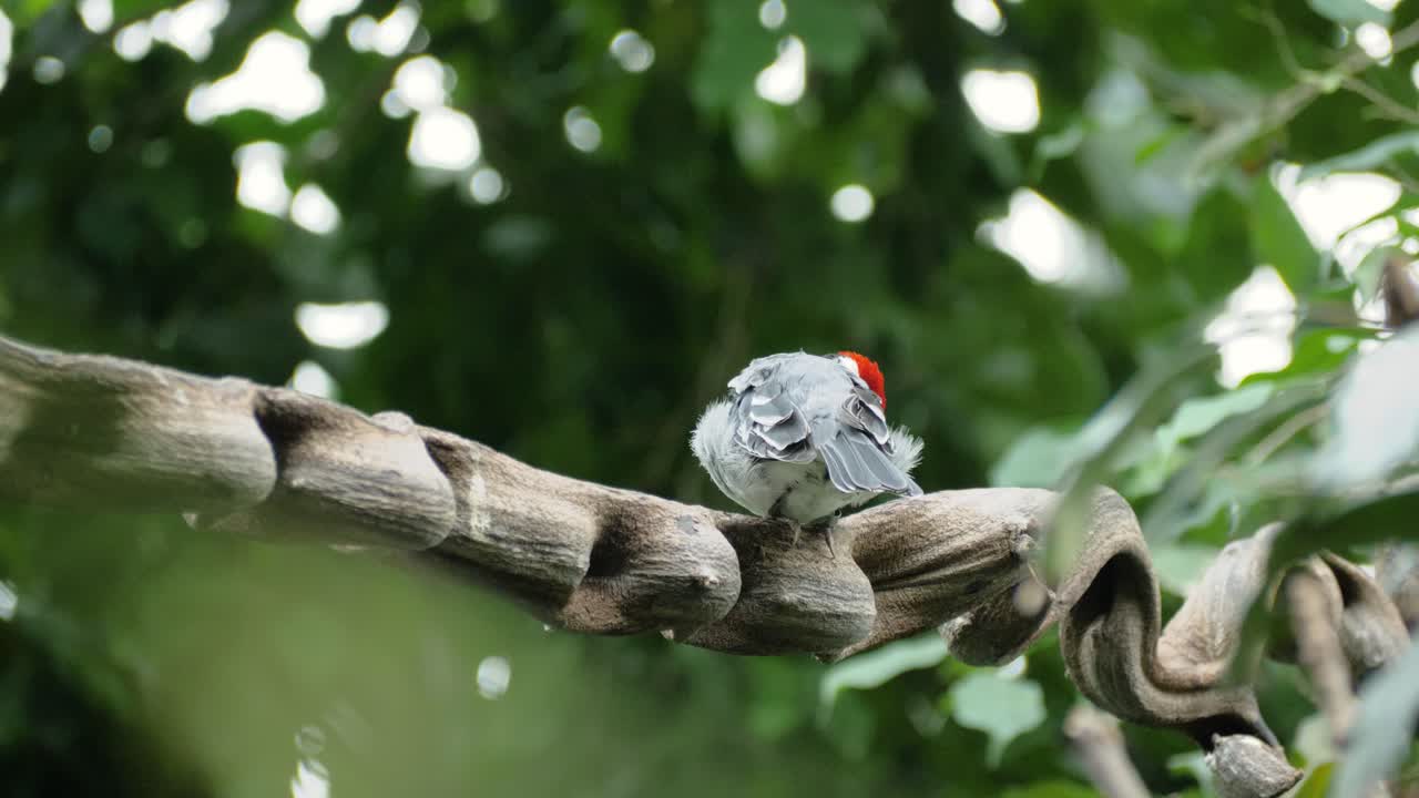 primer plano de un bonito cardenal de capucha roja rascándose el ala izquierda
