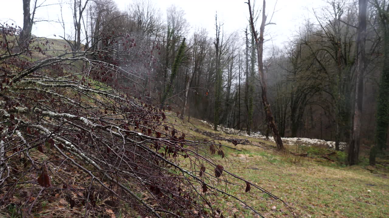 Forest Scene on a Cloudy Day