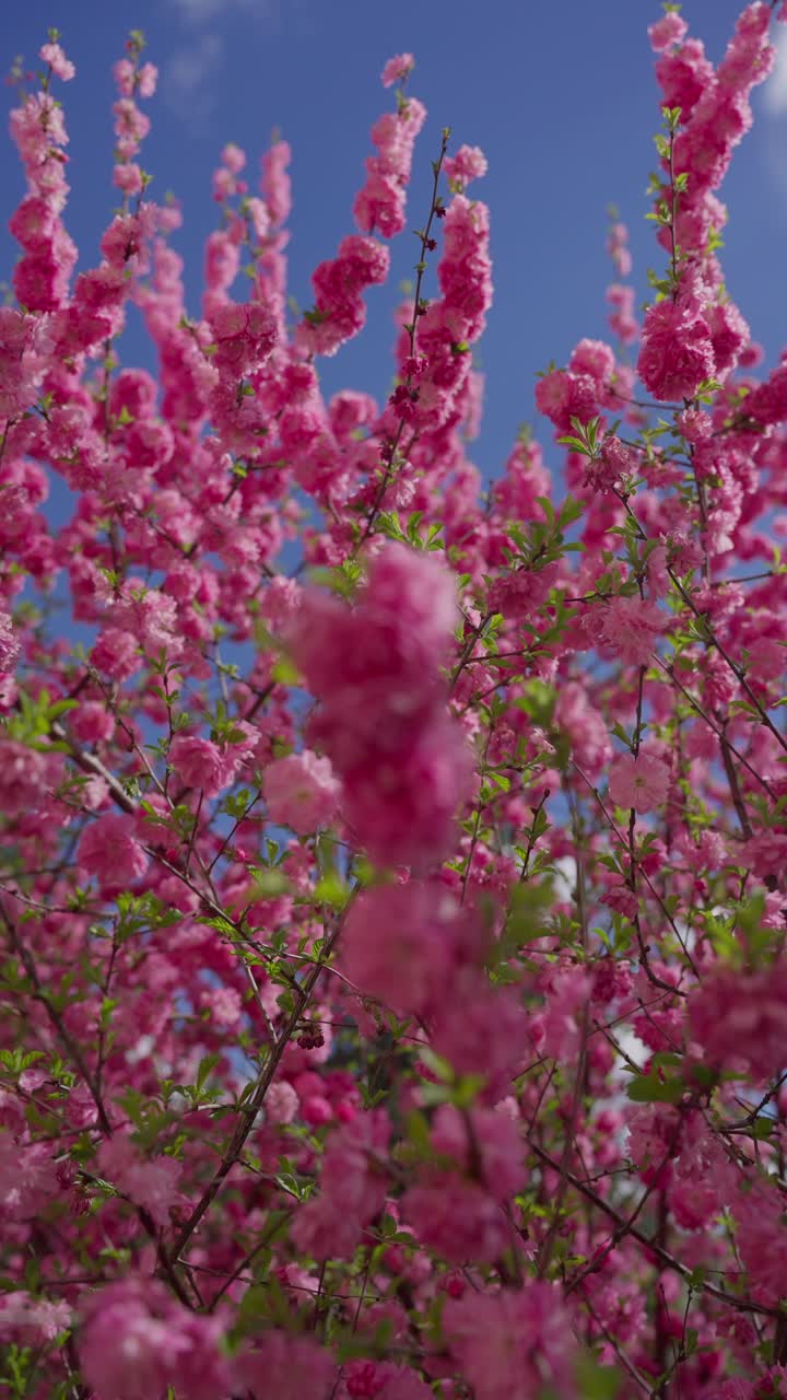 Pink blossoms fill the frame, soft and full. Branches reach upward, framing a clear blue sky. Petals flutter gently, hinting at spring's warmth. No people appear, only nature's quiet beauty