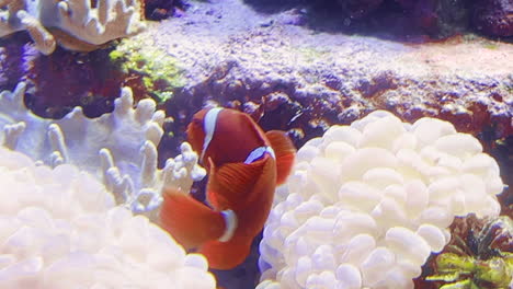 nemo clownfish swimming between corals