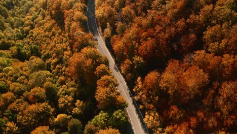 aerial overhead chasing drone footage of cars driving on a winding road in the middle of orange, yellow and brown coloured forest