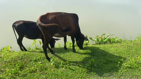 vaca y ternera pastando en la hierba de pie en la orilla del río en bangladesh