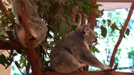 group of koala, phascolarctos cinereus resting on the tree, one scratching its body, cleaning and grooming its fluffy grey fur, curl up into a ball and scent gland its own bum, close up shot