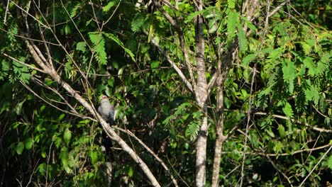 Ein-Grünschnabeliger-Malkoha-Phaenicophaeus,-Der-Aus-Einem-Vogel-Herauszoomt,-Der-Sich-Am-Hals-Kratzt-Und-Dem-Einige-Federn-Abfallen,-Steht-Auf-Einem-Baum-Im-Nationalpark-Kaeng-Krachan-In-Thailand