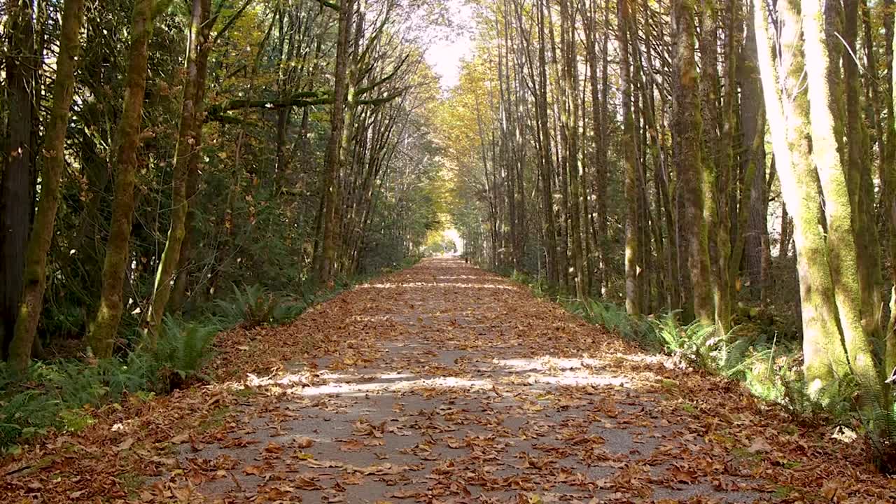 foglie che cadono su una strada in autunno