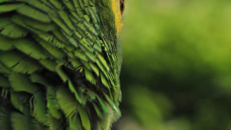 4k close up footage of a macaw parrot's beak and eyes