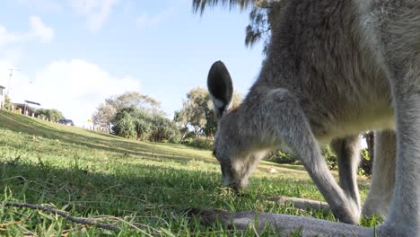 Einzigartiger-Blickwinkel-Auf-Ein-Babykänguru,-Das-Gras-In-Einer-öffentlichen-Parklandschaft-Frisst