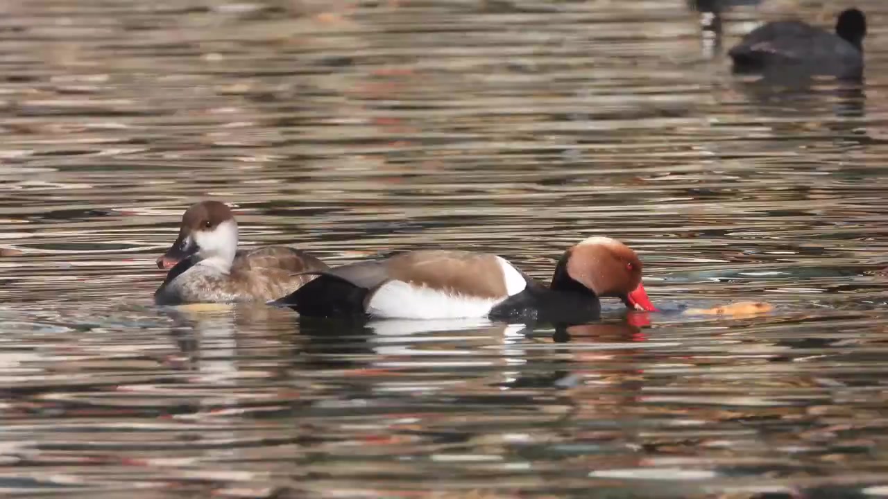 Morette tabaccate che nuotano e si nutrono in un lago