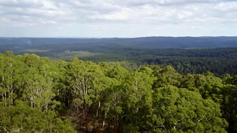 drone footage rising up and over native euclaypt forest near newbury, central victoria, australia