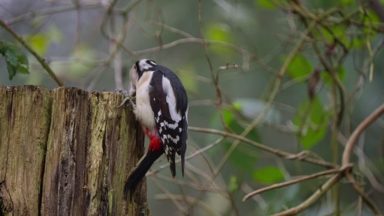 Woodpecker turns head slightly while perched on bark, twitching in gentle forest light