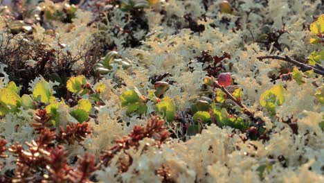 Arctic-Tundra-lichen-moss-close-up.-Found-primarily-in-areas-of-Arctic-Tundra,-alpine-tundra,-it-is-extremely-cold-hardy.-Cladonia-rangiferina,-also-known-as-reindeer-cup-lichen.