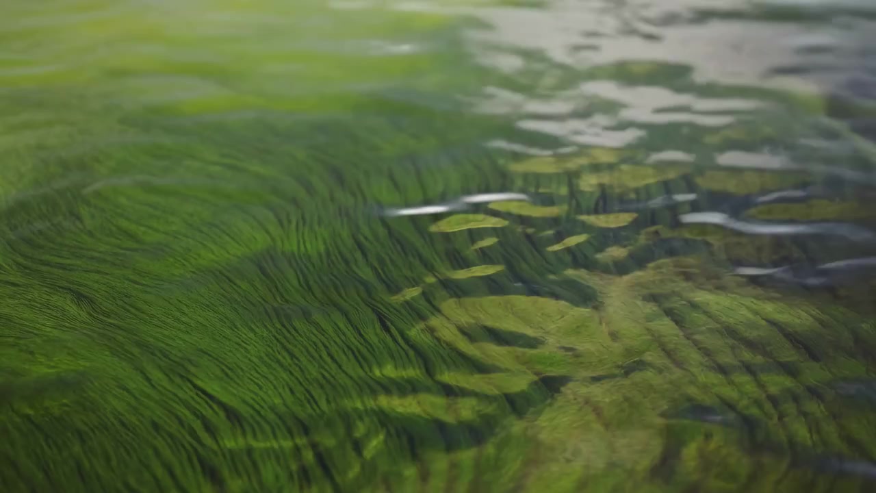 Close-up panoramic view of dense filamentous green algae carpeting shallow freshwater bed under soft diffuse daylight, with rippled water creating shifting highlights across textured natural surface