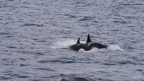 Orcas swimming in Vestarelen's open sea, creating a serene, wild atmosphere