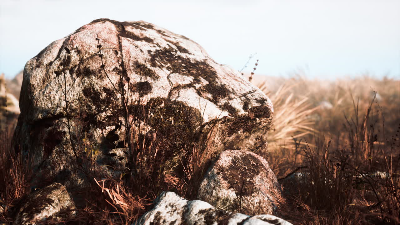 건조한 풀과 바위 풍경