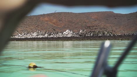 Hunderte-Von-Fregattvögeln-Fliegen-Und-Sitzen-Auf-Felsen-In-Einer-Mangrove-Auf-Der-Isla-Espiritu-Santo