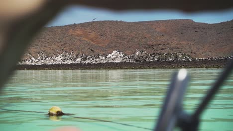 cientos de fragatas vuelan y se sientan en las rocas en un manglar en la isla espíritu santo