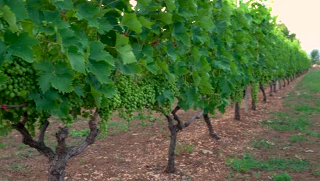 Vineyard-Panning-shot,-Grapes-Harvest-time,-4K-Footage