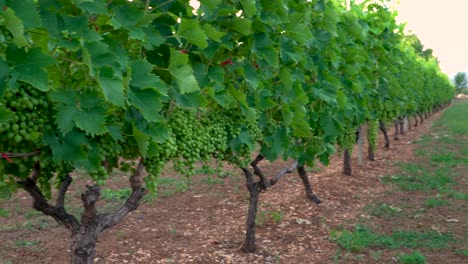 Tiro-Panorámico-De-Viñedo,-Tiempo-De-Cosecha-De-Uvas,-Imágenes-De-4k