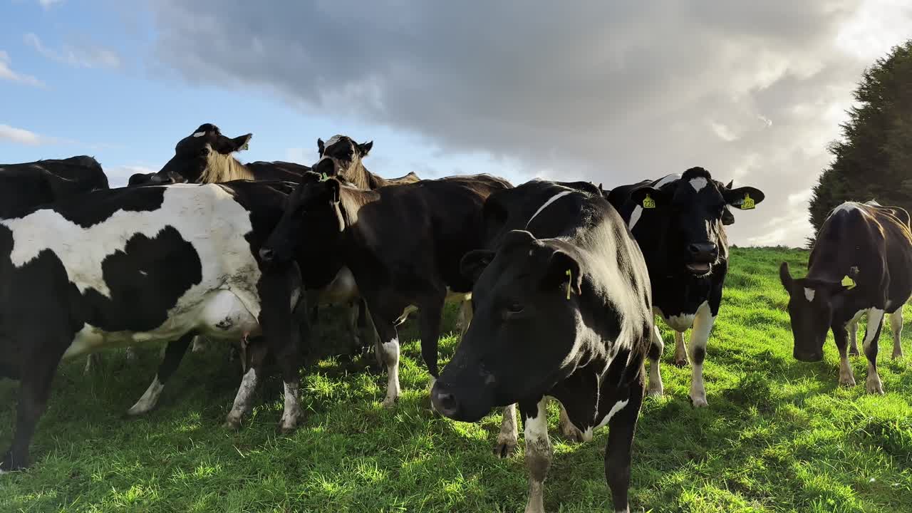 Close up of cows eating grass out in an open field.