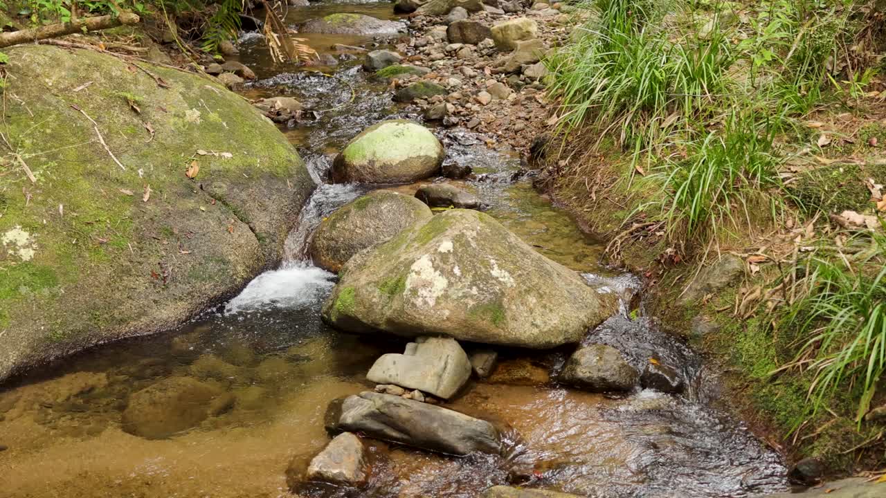 A serene stream flows over rocks in Mossman Gorge, surrounded by lush greenery. Natural lighting enhances the peaceful atmosphere