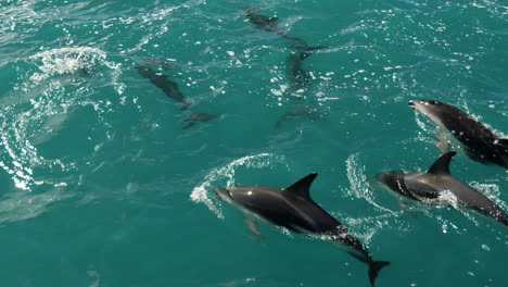 Watching-from-a-boat-as-a-pod-of-dusky-dolphins-swim-and-jump---close-up